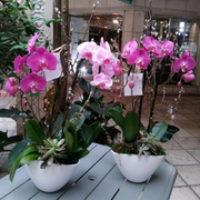 Phalaenopsis Orchid Planter